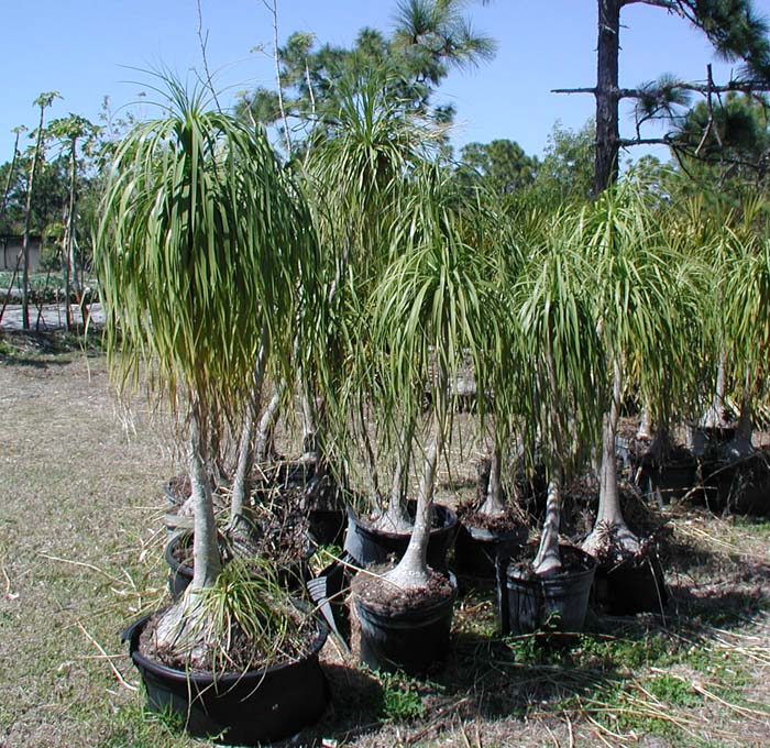 Ponytail+Palm+Root+System Ponytail Palm Root System http://www.pic2fly.com/Ponytail+Palm+Root ...